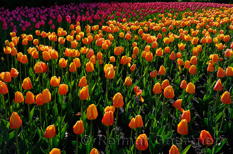 199 Blushing Apeldoorn and Attila Tulips 2.jpg