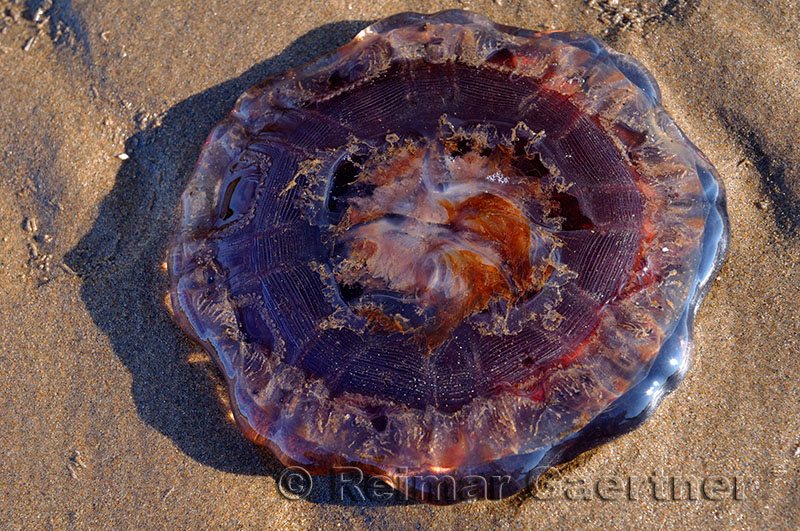 Upside down purple jellyfish on sandy beach at sundown in Nova Scotia