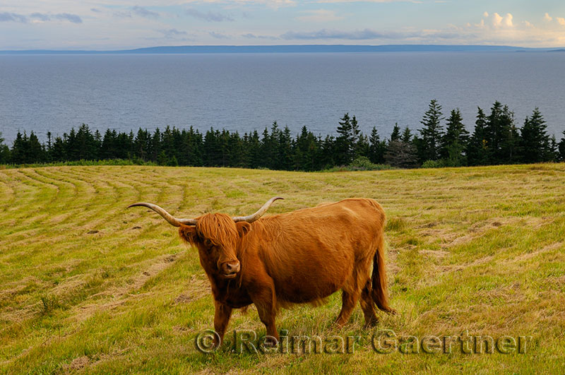 Purebred Highland Cattle cow at Iona Cape Breton with Bras dOr Lake