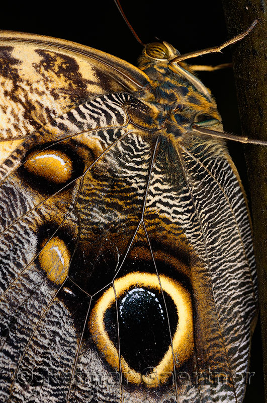 234 Owl Butterfly.jpg