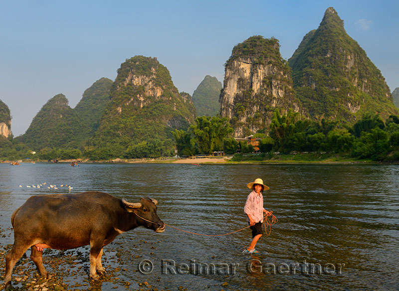 Chinese woman leading an Asian Water Buffalo cow into the Li river at Yangshuo with karst peaks
