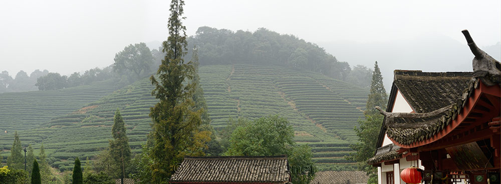 Mei Jia Wu tea plantation in the Lung Ching Dragon Well area of Hangzhou China