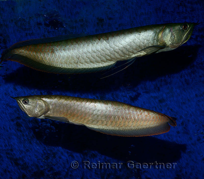 Two Silver Arowana freshwater bonytongue fish from the Amazon river in an aquarium