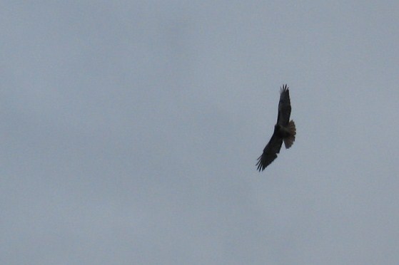 Chickahominy 09_06 055.JPG
