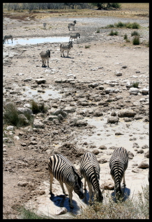 Zebras at Etosha