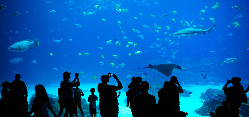 Georgia Aquarium
