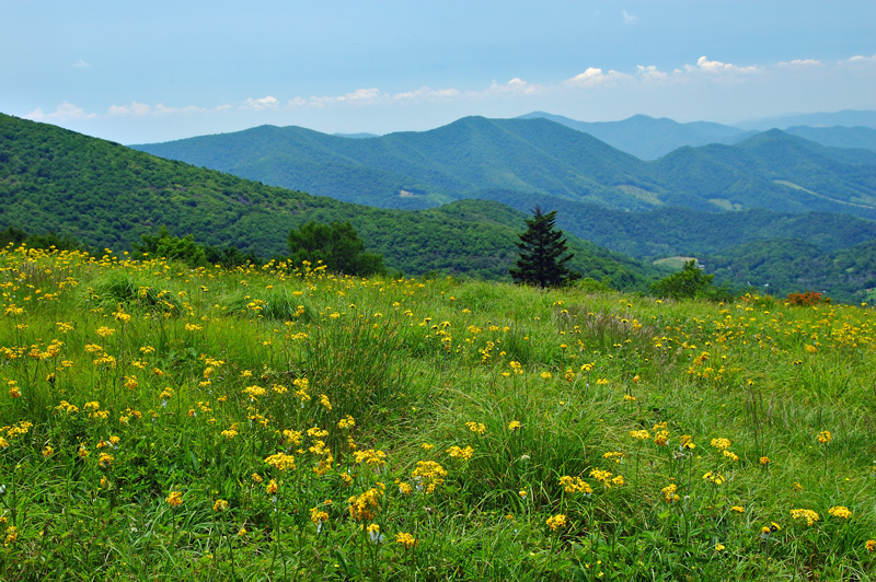 Wildflowers