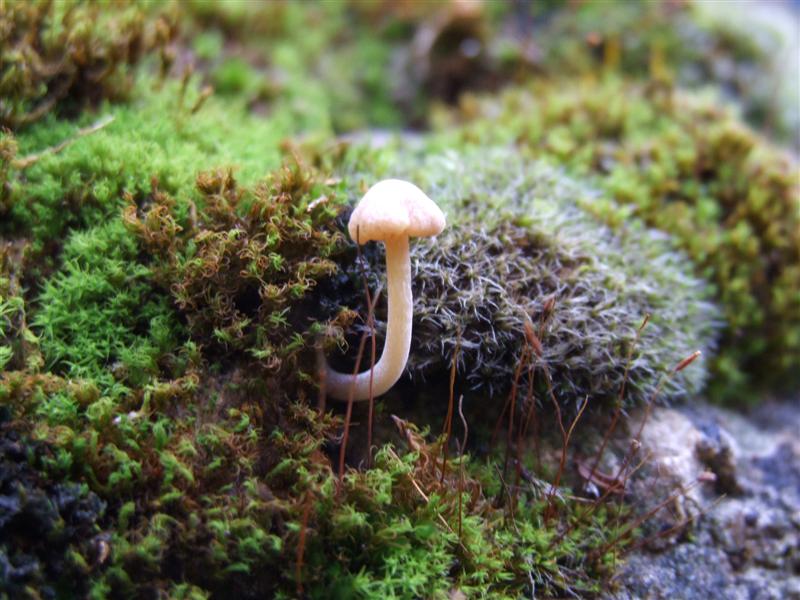 DSCF0050 (Medium).JPG