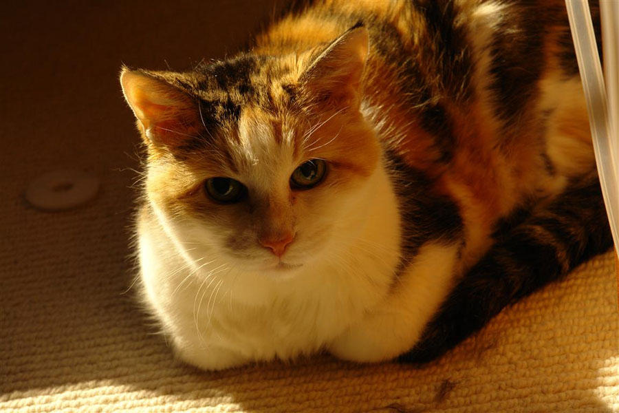 March 3, 2010<br><font size=2>Between Naps</font>