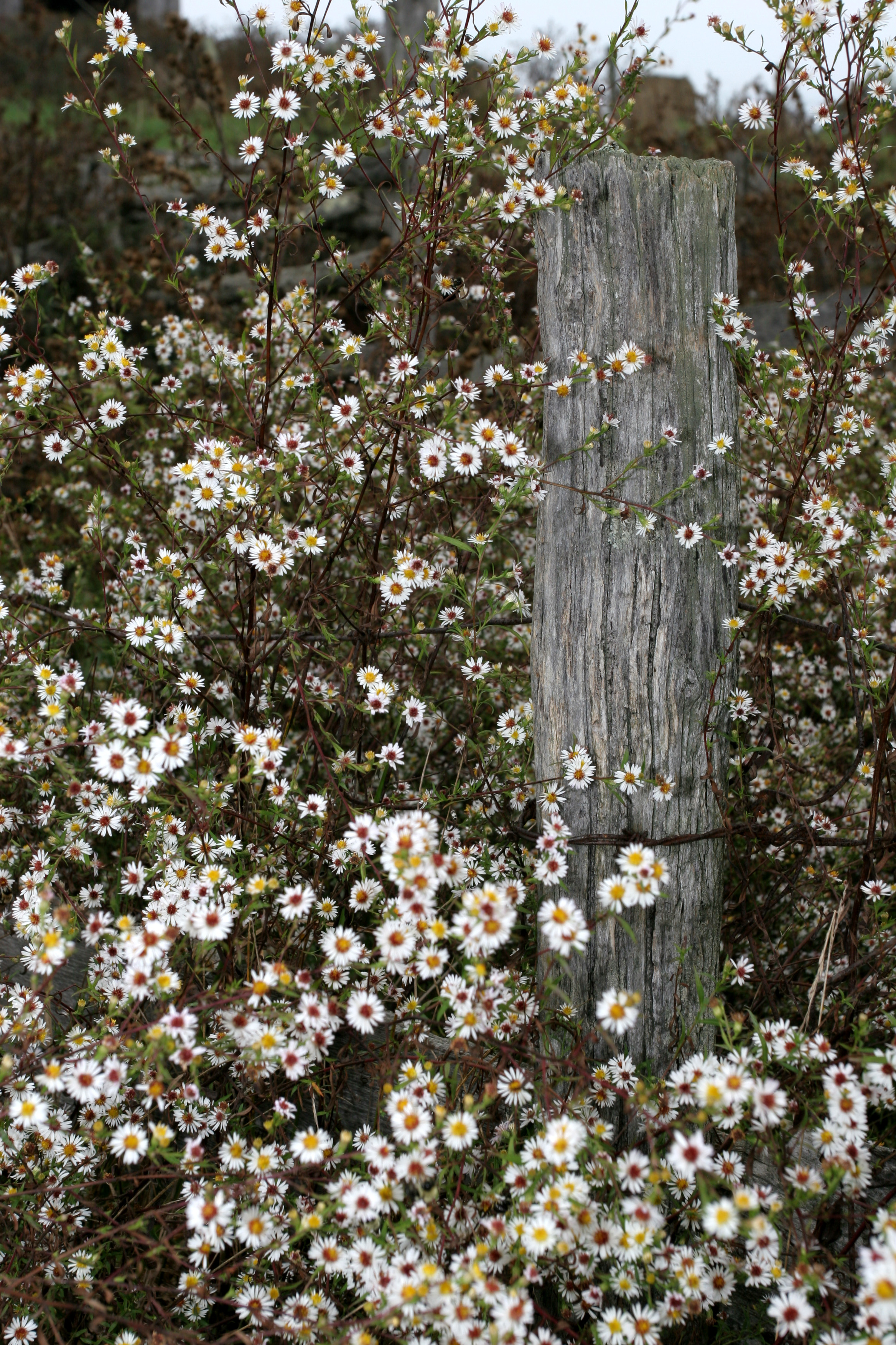 Surrounded by asters