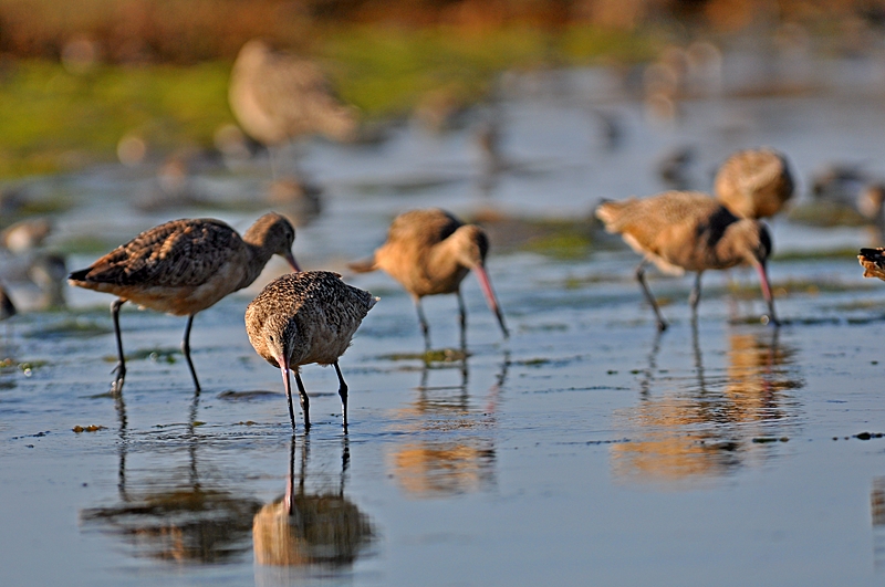 godwits-7.tif
