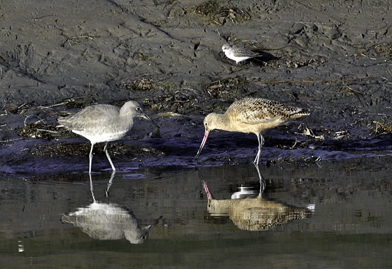 Chap. 5-21, Shore Birds20081029-DSC_0186