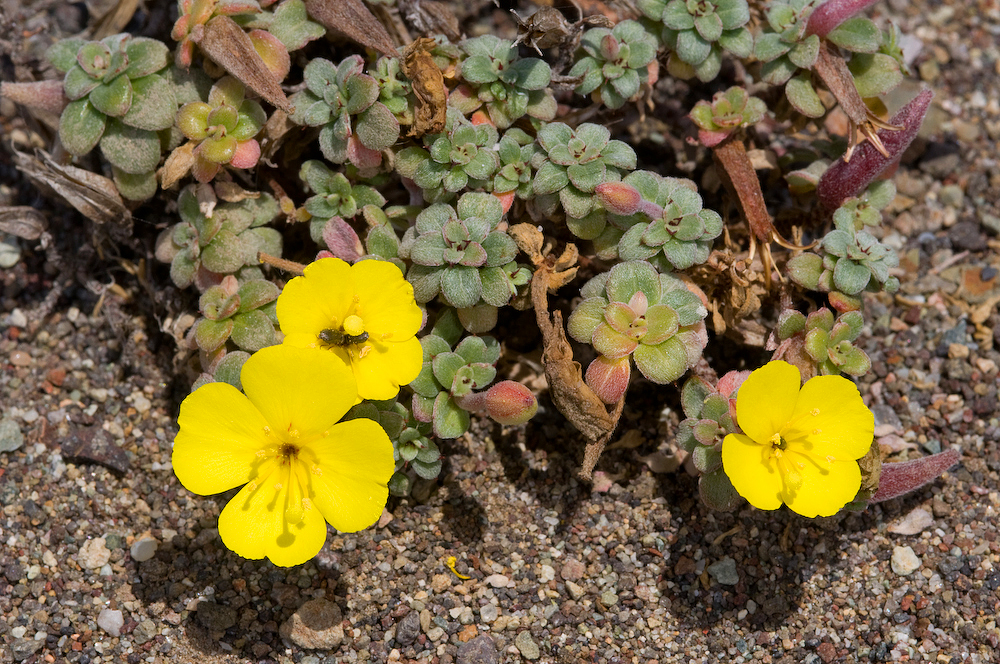 Beach Evening Primrose, Camissonia cheiranthifolia ssp. cheiranthifolia