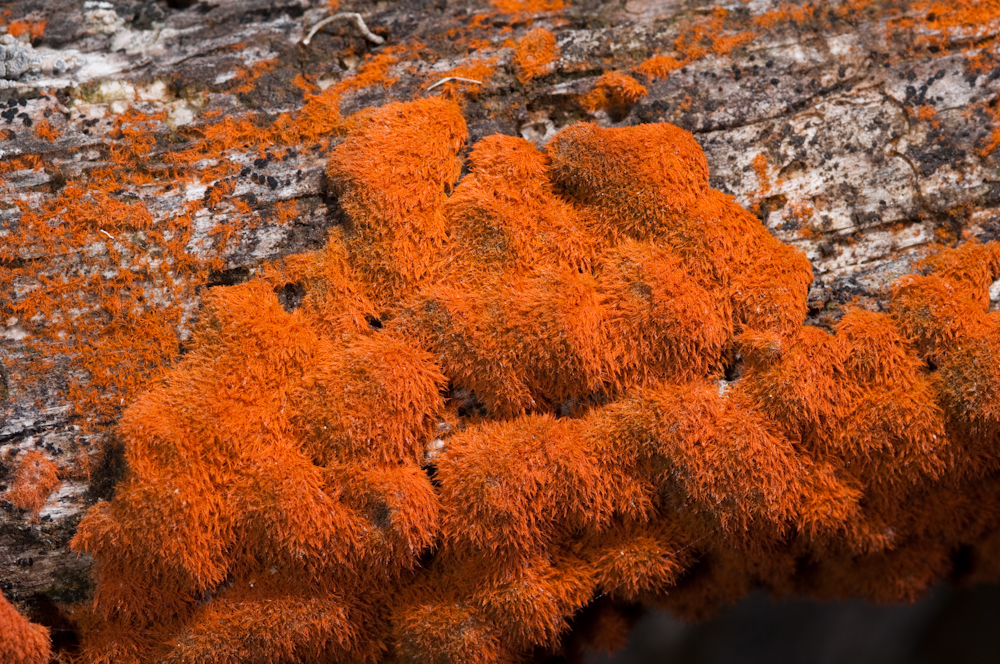Trentepohlia aurea var. polycarpa, Green Alga