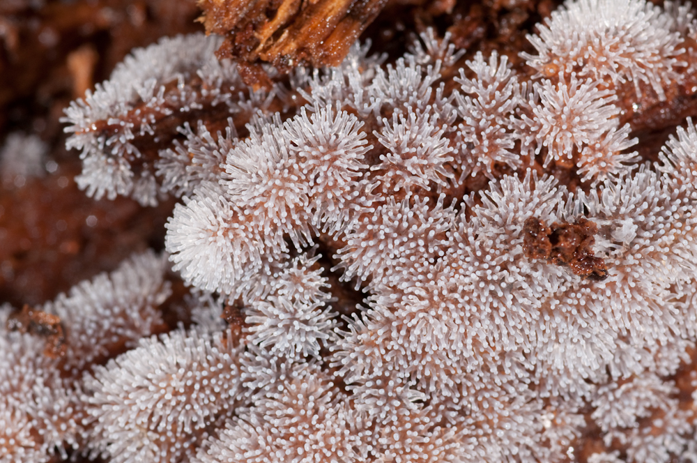 Slime Mold