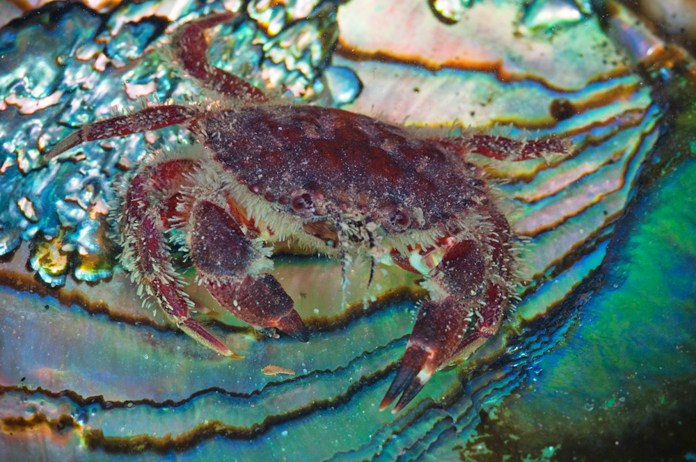 Cancer oregonensis, Pigmy Rock Crab.jpg