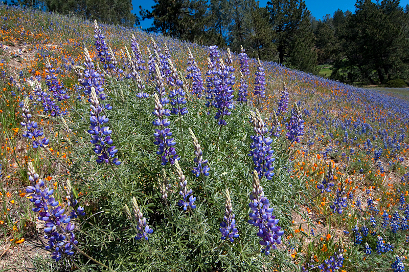 Lupine Hill-5.jpg