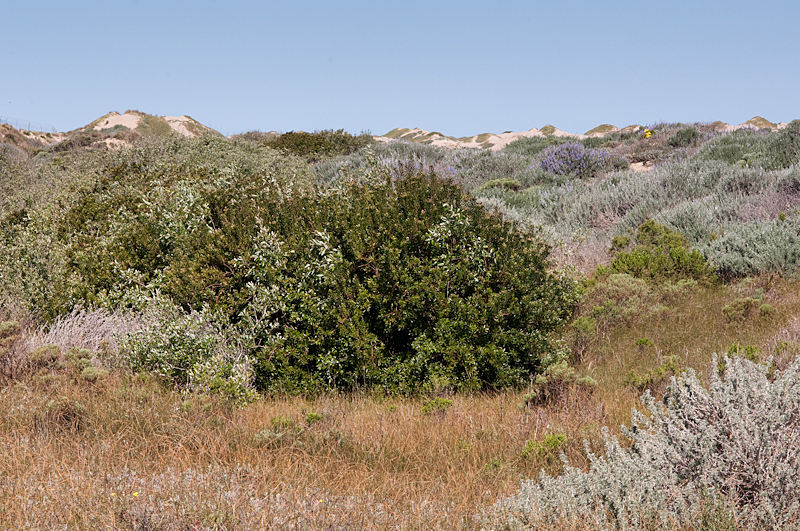 Wax Myrtle, Morella californica