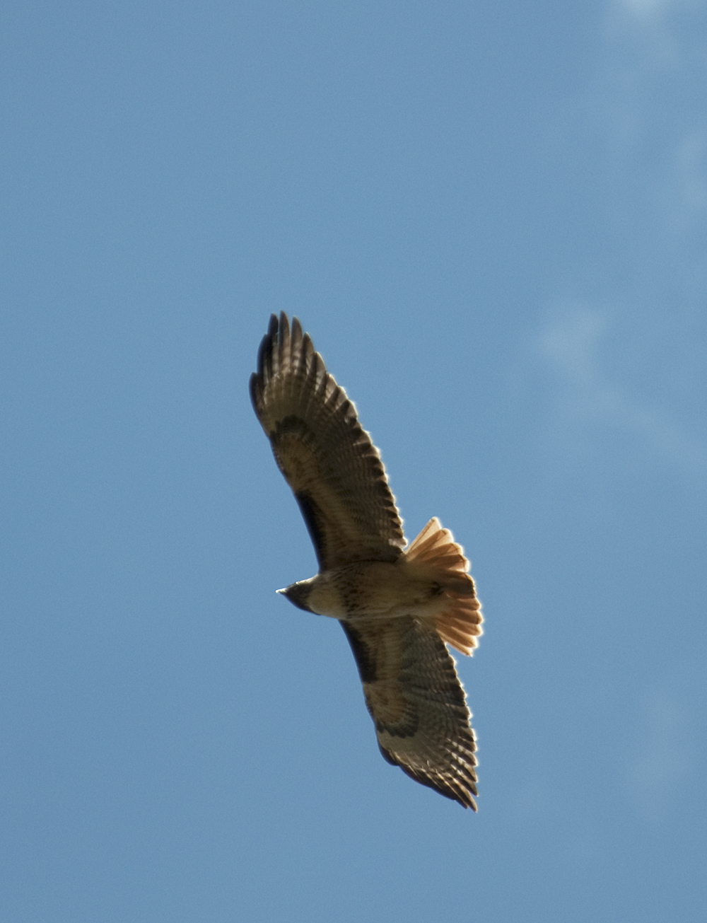 Redtail-3.jpg