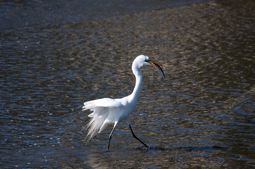 DSC_0168.jpg