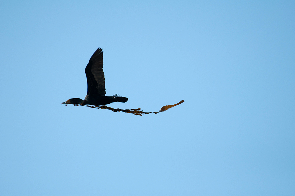 DSC_0218.jpg