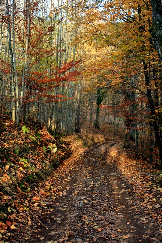 autumn path.