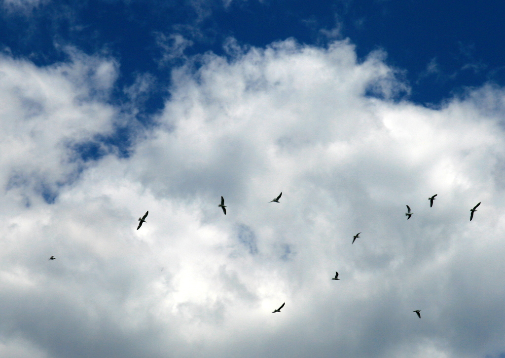 free as a bird, in Corsica.