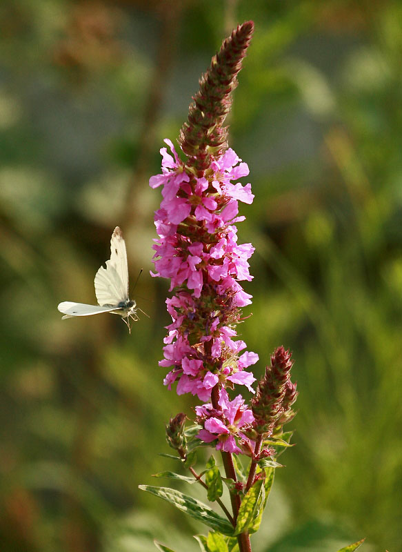 papillon blanc