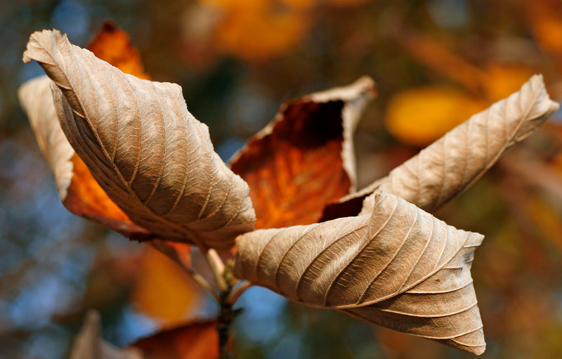 les feuilles mortes