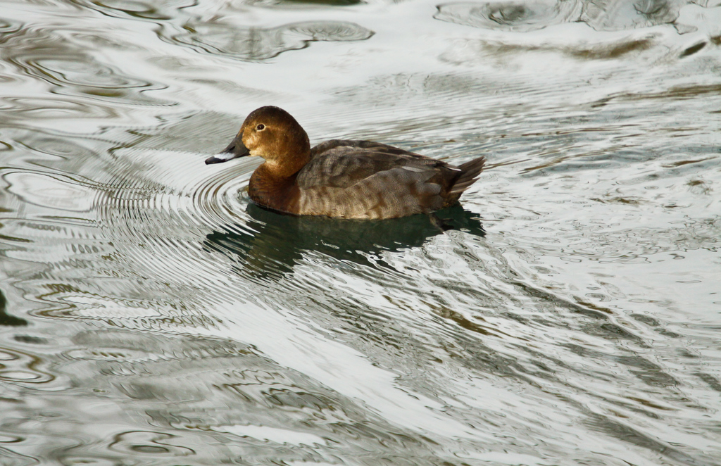 canard