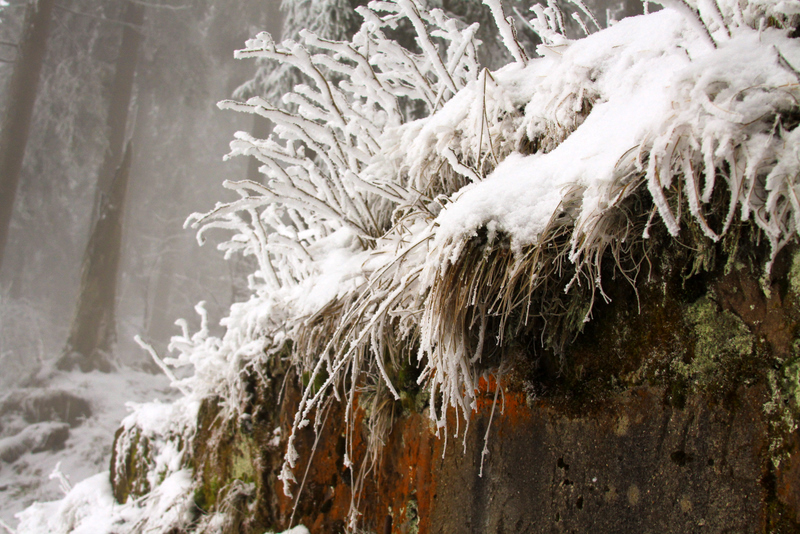 snowy forest