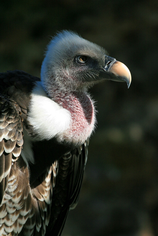 vautour noir
