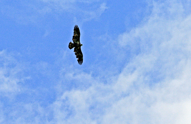 eagle in flight