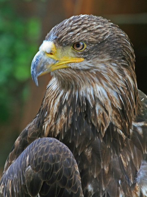 aigle royal