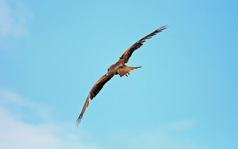 eagle in flight