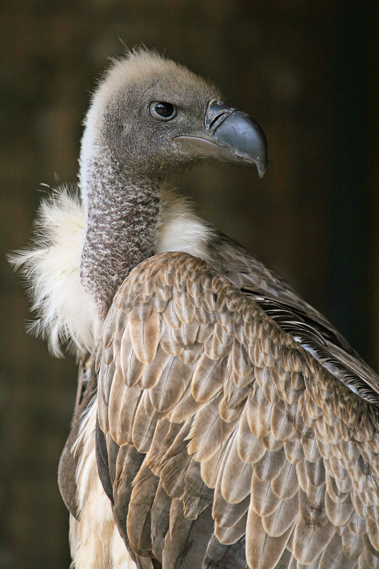 vautour