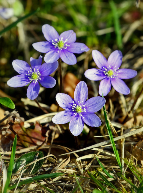 modest blue flowers