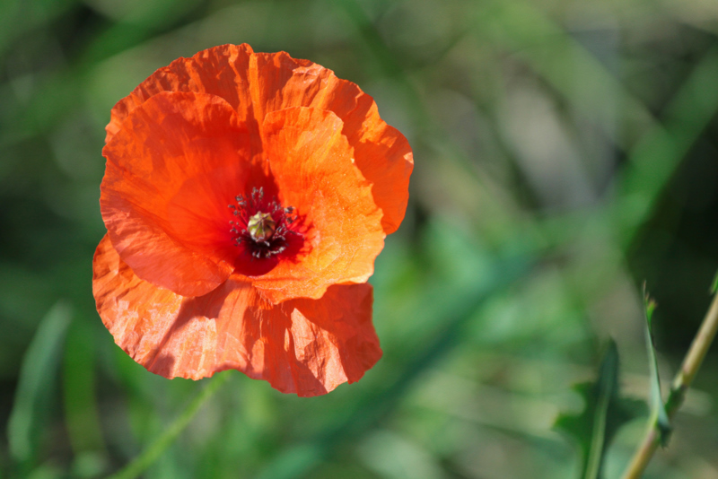 coquelicot