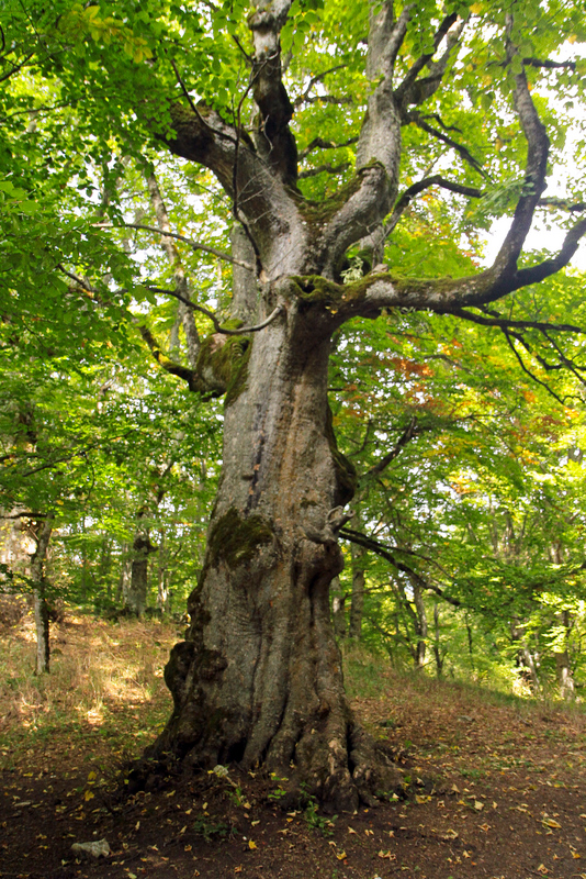 il Bosco di SantAntonio