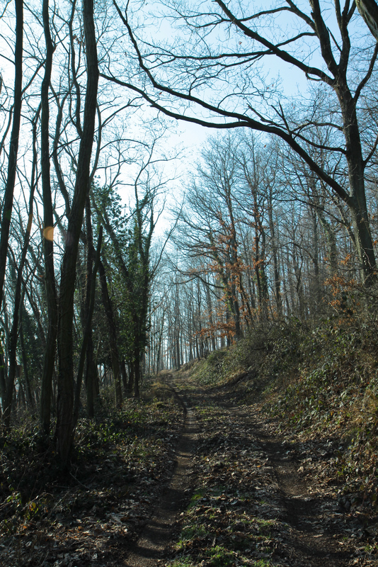 entry gate to the enchanted forest