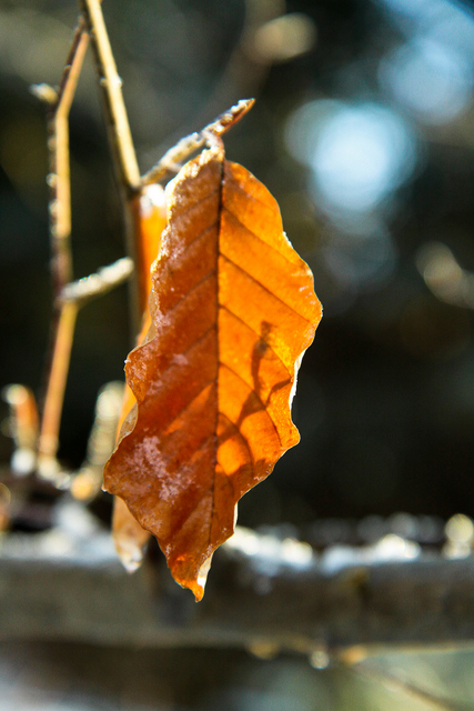 copper colored leaves