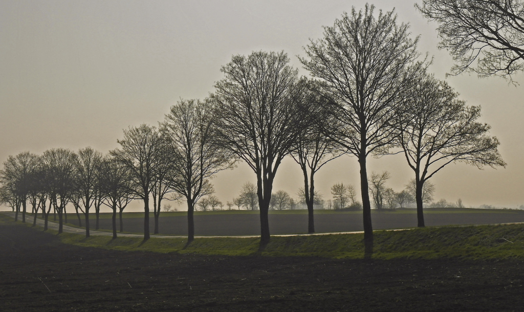 petite route de campagne