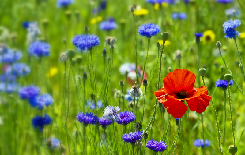 coquelicot