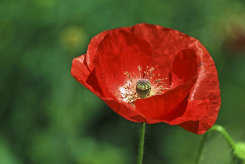 coquelicot