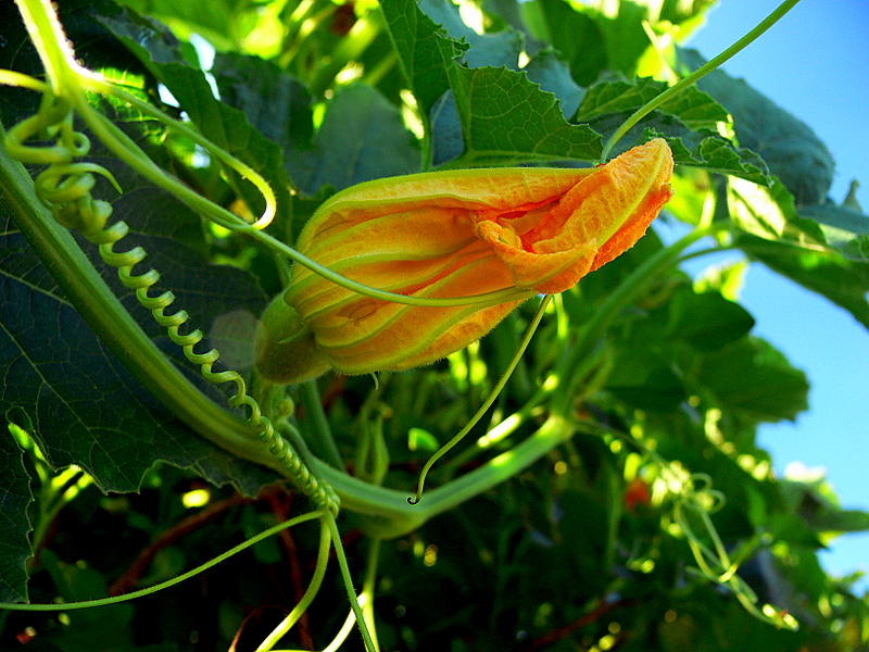 flor de calabacn