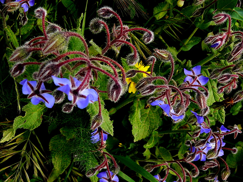 borage