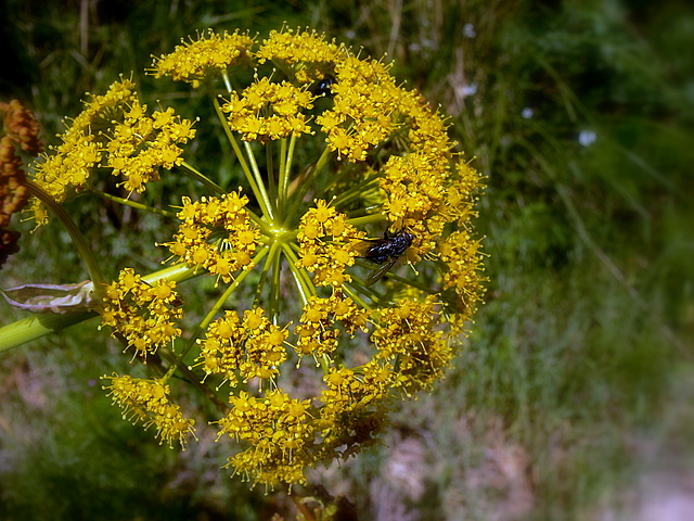 giant umbelliferus.