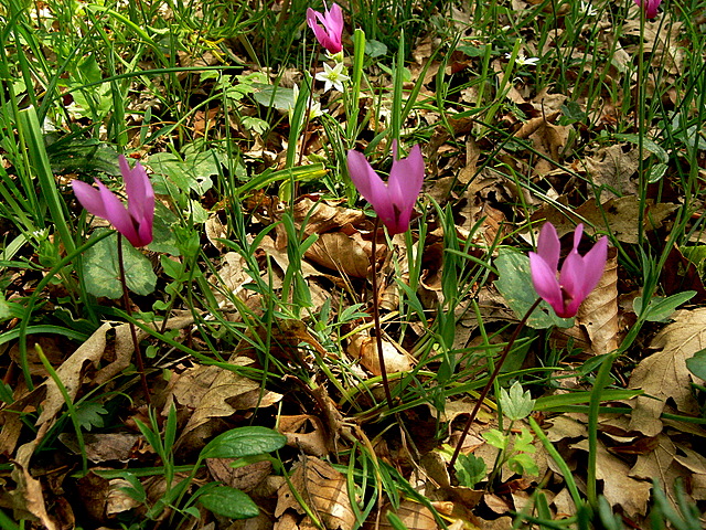 cyclamen