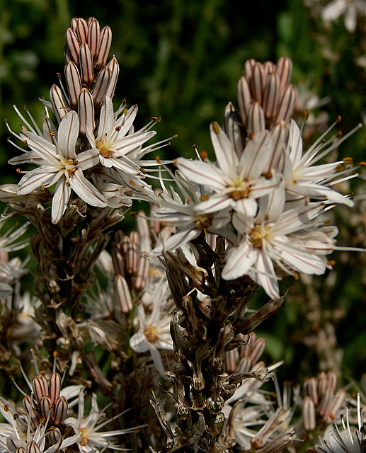 asphodel