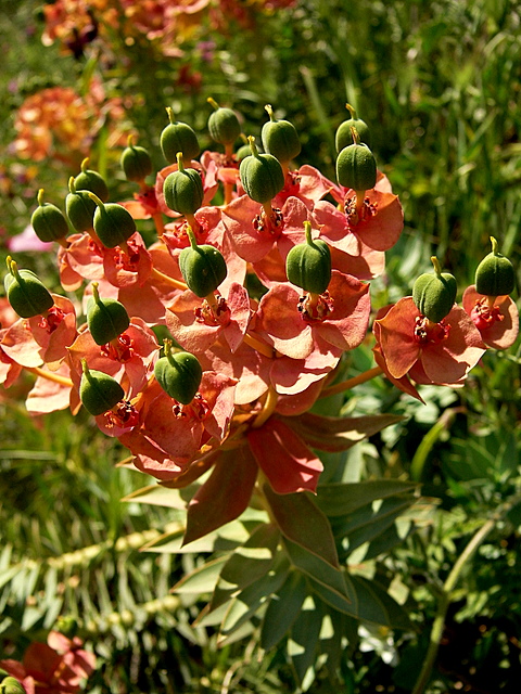 I don't know the name of this flower...